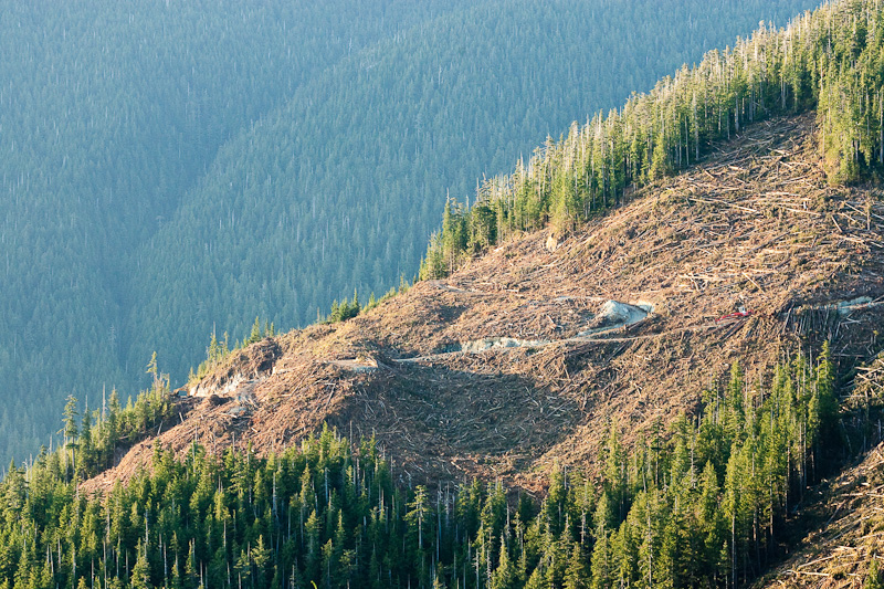 Example of an old growth forest clearcut in British Columbia. Credit: TJ Watt